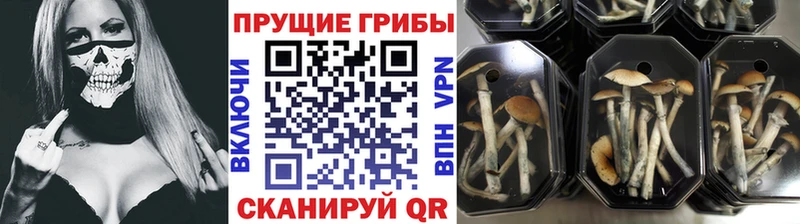 Галлюциногенные грибы GOLDEN TEACHER  Купить закладки  Подпорожье 
